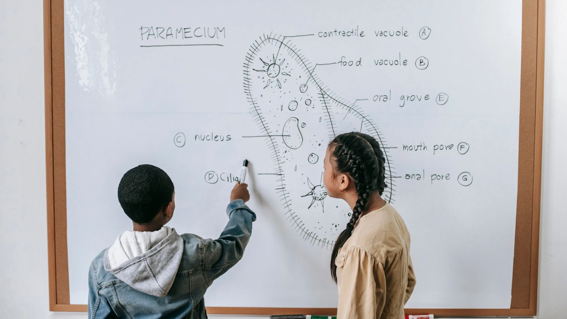 E tu, che stile di apprendimento hai?